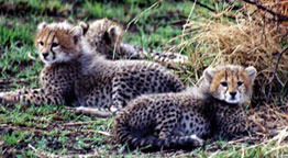 cheetah cubs