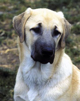 Sponsor a Kangal Livestock Guarding Dog