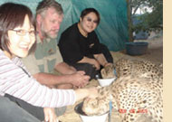 Feeding to cubs